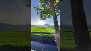 suasana desa bikin tenang #desa #sawah #suasanakampungyangsederhana #gunung #wisata