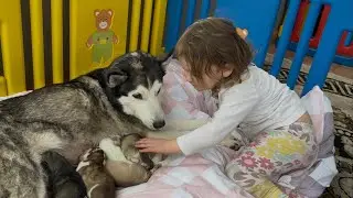 Удивляем наших детей новыми шестью щенками хаски от Лолы!!!