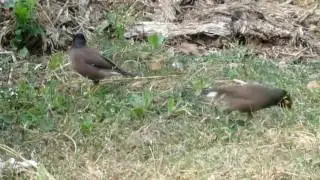 Wildlife around  home