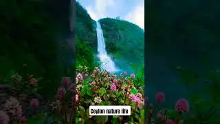 Magical Moment in srilanka #nature #viralvideo #srilanka