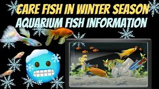 How to Care Fish in Winter Season Save Your Fishes Aquarium Fish  Winter Season Information Hindi