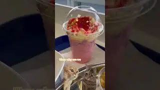 Eat N Roam | Based on the True Dessert story #cat #relatable #shorts