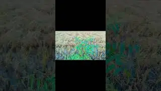 fast video & editing 🌿🍃 shoot Android #viral #nature #trending #instagram #reels #explore #trend