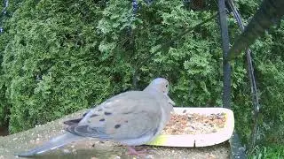 A #starling and mourning #dove #doves #bird #birds