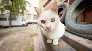The Soul of the City: An Encounter with Istanbul Cats. ( istanbul cats everywhere )