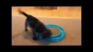 Adopt Paris - Brussels Griffon Cutie Patootie