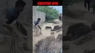 jhale me suar kese pakad te hai