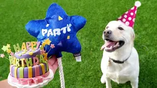 LABRADOR PUPPY’S 3RD BIRTHDAY!!