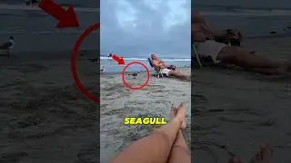 He Pretended to Sleep&hellip; Then Grabbed a Seagull 😳 #seagull #beach #viral