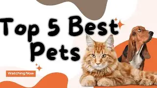 Top 5 Best Pets | Ultimate Pet Guide 2023
