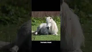 Как лошади спят стоя 🐎