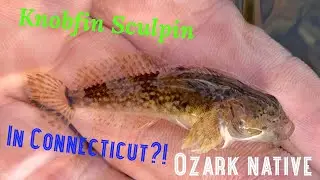 OZARK NATIVE IN CONNECTICUT!? (How did they get here?) Micro fishing for Sculpin