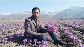 Blue Sapphire's Organic kashmiri Dry fruits 