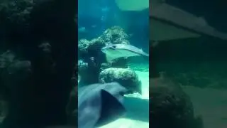 STINGRAY! SEALIFE #sealife #blackpool #fish #nature