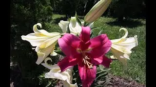 All Types  of Lilies in My Garden #Lilies #TreeLilies #OrientalLilies