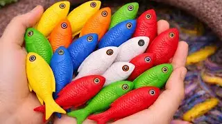 Catch beautiful aquarium fish in small pond baby turtles, eel, koi, pencil fish, nemo fish