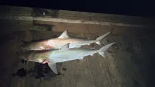 Black Tip Sharks 91 and 90cm