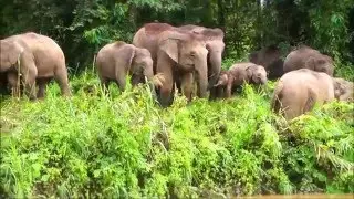 Kinabatangan Wildlife Safari with Borneo Eco Tours - Sabah, Borneo