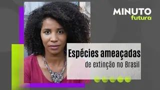 Confira a lista das esp&eacute;cies amea&ccedil;adas de extin&ccedil;&atilde;o no Brasil | Minuto Futura