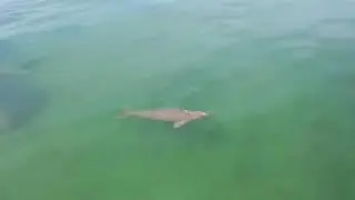 Herd of dugongs sighted off the coast of a Thai island | AFP