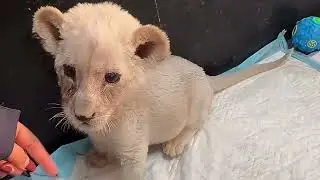 Cute White lion&rsquo;s Daily Life🦁❤️#lion#animals #cute #zoo