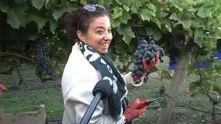 Vizita la SRL Terra Vitis, satul Burlacu, raionul Cahul Piotr MIHOV