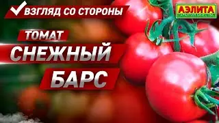 Семена Томатов 2021 - Томат СНЕЖНЫЙ БАРС