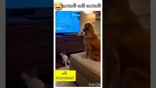 කොහොමද මගේ බල්ටිය 🤣🤣ද් #cat #dog #funny #trending #viral #short