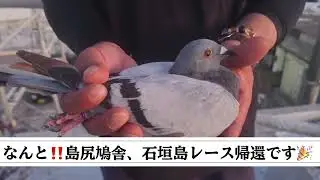 宮古島🏝️島尻鳩舎訪問Part③