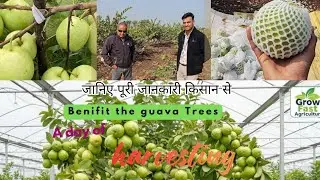 अमरूद की खेती में फेल होने से बचें! सफल किसान से सीखे  best वेराइट खेती करने का सही तरीका #modalfarm