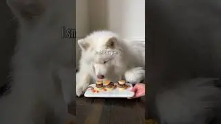 This is how a proper queen eats food stacks! 👸🏻 #foodie #doglife #spoileddog #doglover