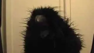 Corvus Eros Communicatum