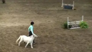 2016 PA State 4 H Show-Mini Horse Jumping-Danielle