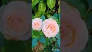 beautiful pink roses in my garden #Garden #pink rose  #rose #trending #shots