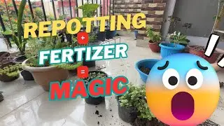 Easy DIY Balcony Garden India: Low-Maintenance Plant Arrangement, Repotting & Organic Fertilizer