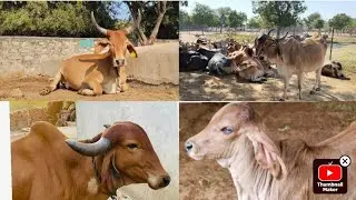 #cowlover #cow #animals Jay Goga Maraj ❤️ Jay Gau Mata 🙏🚩#kankrej #gaumata #gogamaharaj #bull cow 🐮🐄