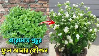 বেলি ফুল গাছে বারো মাস প্রচুর ফুল আনার কৌশল | বেলি ফুল গাছের পরিচর্যা | Mogra Jasmine