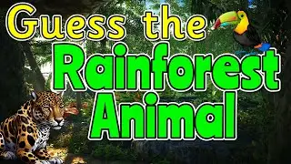 GUESS THE RAINFOREST ANIMAL QUIZ 🦧🦜🐆 Miss Ellis
