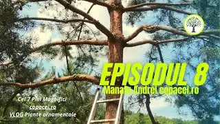 Cei 7 Pini Magnifici TUTORIAL VLOG - Plante ornamentale ep8 - Pinul negru (Pinus nigra)