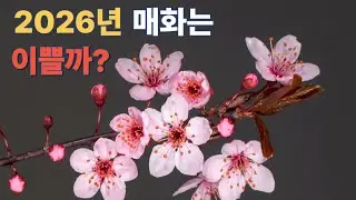 2026년 매화는 이쁘게 필까요??