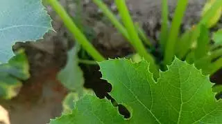 Squash crop in Pakistan seed by Suncrop#suncropseed#suncropaquash