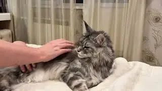 Lovely Gelic😻#gelicoon #cat #cute #catlovers #mainecoon #mainecooncatlovers #animals #love
