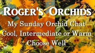 My Sunday Orchid Chat - Cool, Intermediate or Warm - Choose Well