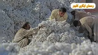 Cotton price today punjab | kapas ka rate aj ka