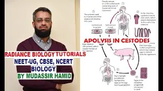 Apolysis in Cestodes (Tape worms)