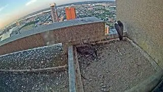 Peregrine Falcons 07-20-2018 10:02:08 - 11:02:12