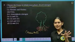 30. Choose the forms in which most plants absorb nitrogen(i) Proteins(ii) Nitrates and Nitrites(iii)