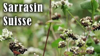 Le sarrasin en non travail du sol #agroecologie #cereale #autonomie