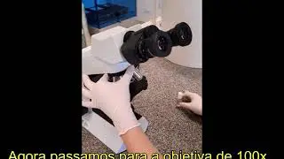 Coloração diferencial: Teste de Gram