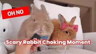 Rabbit Nearly Chokes While Eating Blueberries | ASMR